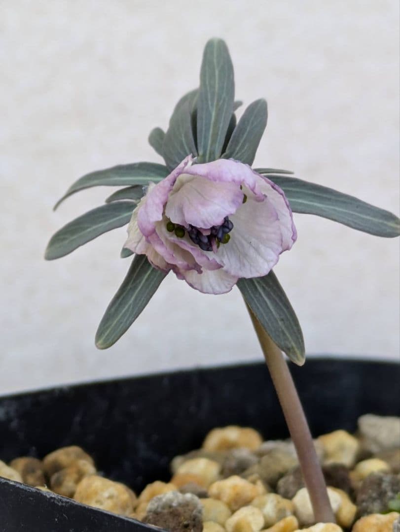 様 59山野草 カタクリソウ白花系1球