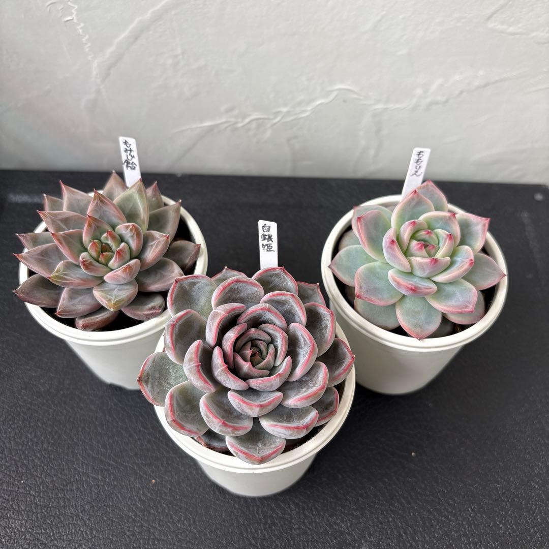 まつ　おまとめ