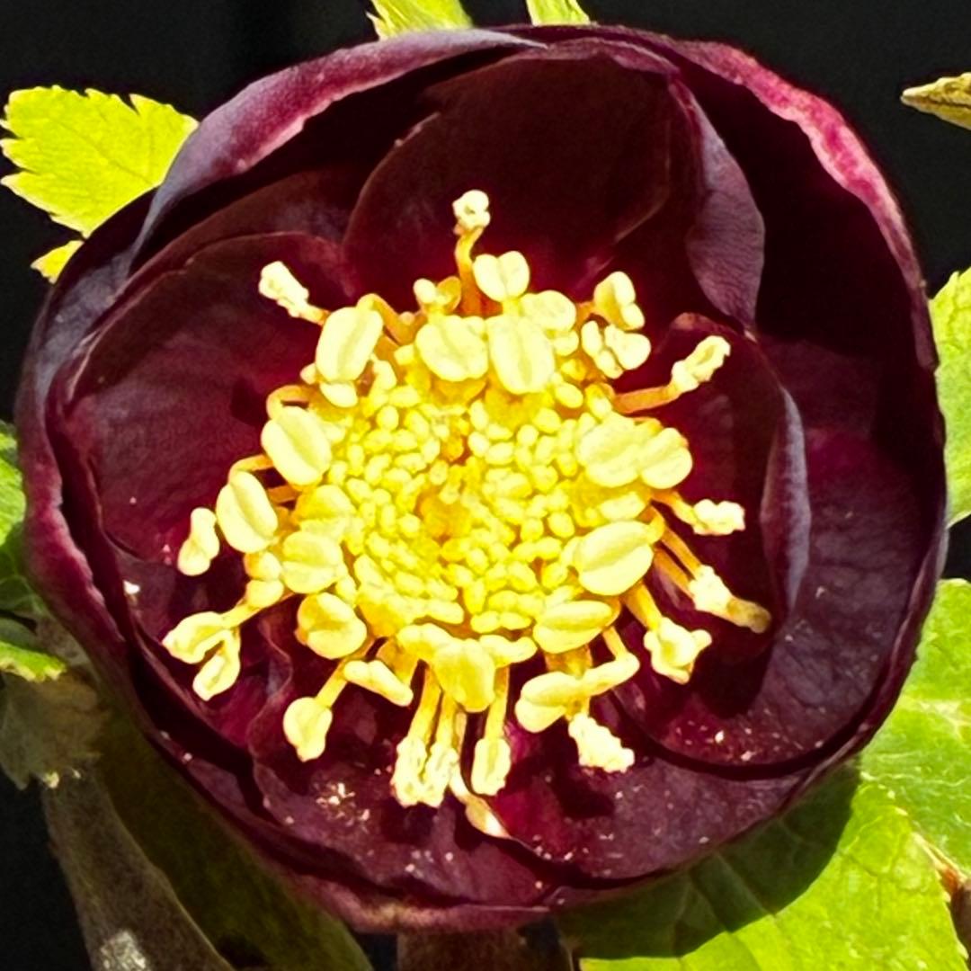 ラ*ク様 3498☘️蕾花付き☘️極上☘️⭐️コロコロ小輪⭐️紅赤オーレア⭐️コ