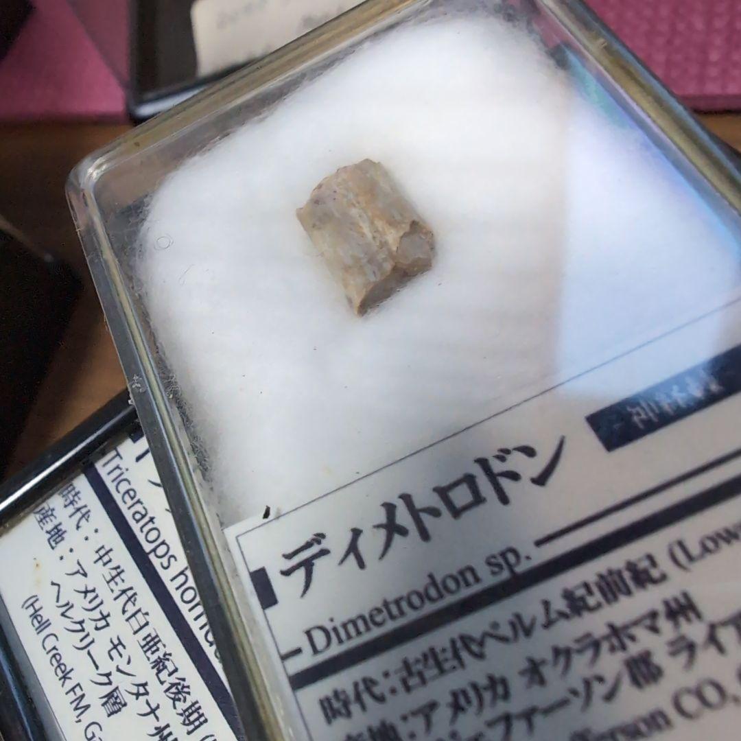 本物 希少 盤竜 ディメトロドンの帆の化石[オクラホマ]