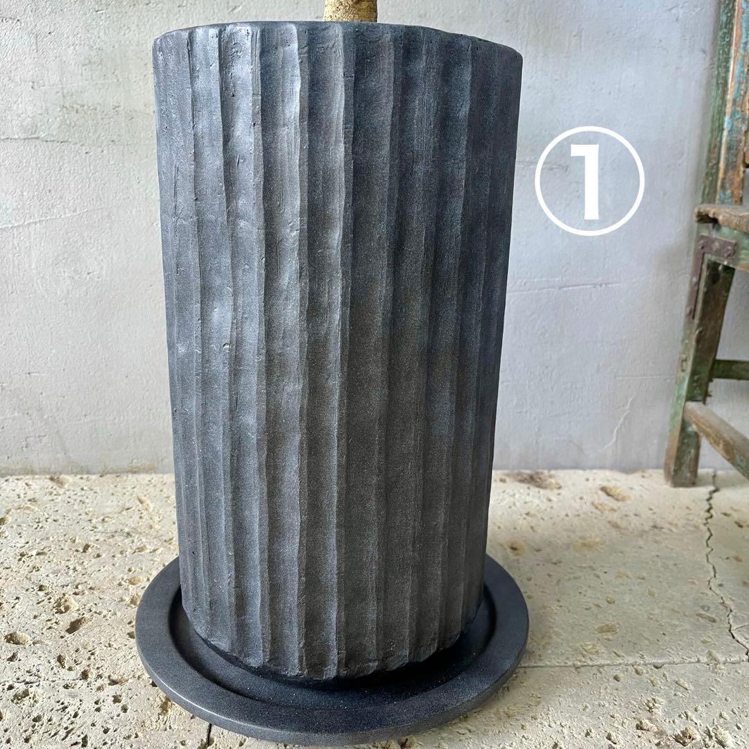 ハリー様専用 大型 フランスゴムの木 螺旋仕立て 陶器鉢 植え込み発送