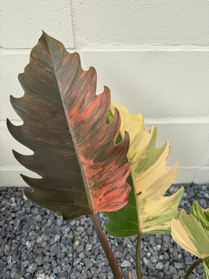 フィロデンドロン キャラメル マーブル(大株)