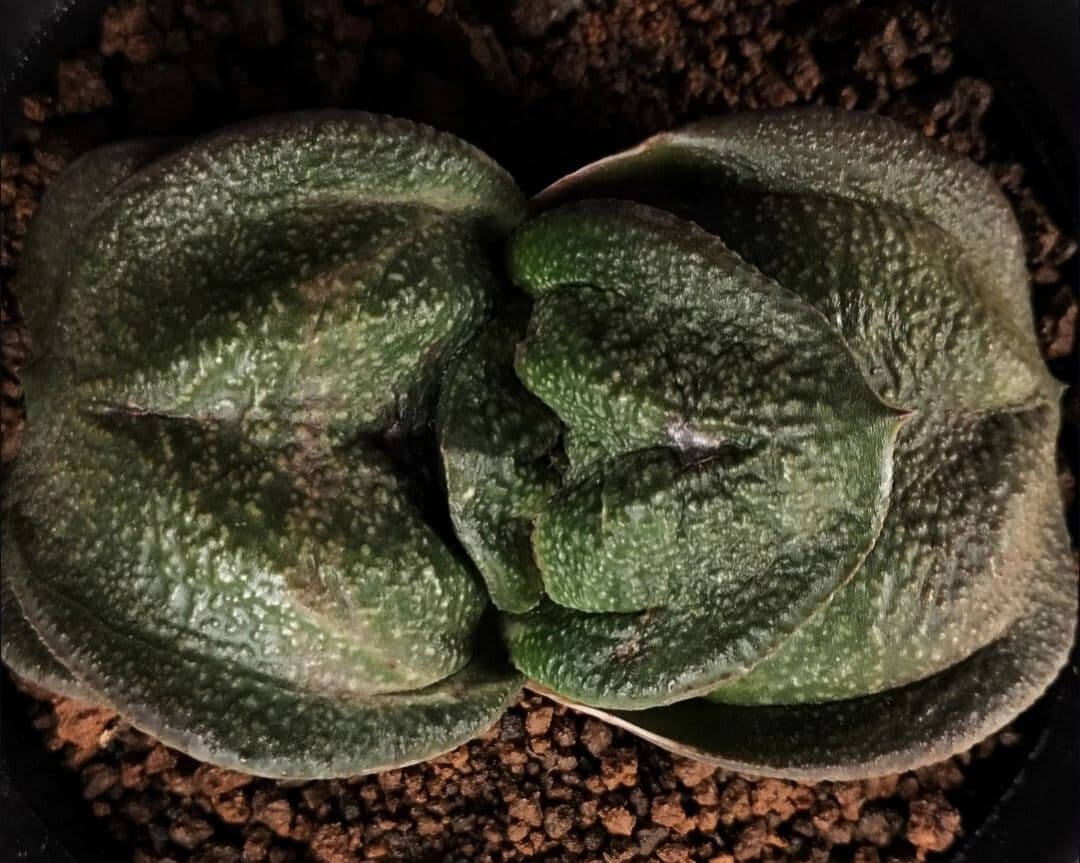 メルカリ便発送&ロウルサンコさんラベル付き☆多肉植物 ガステリア