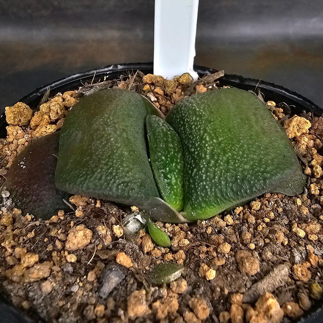 メルカリ便発送&ロウルサンコさんラベル付き☆多肉植物 ガステリア