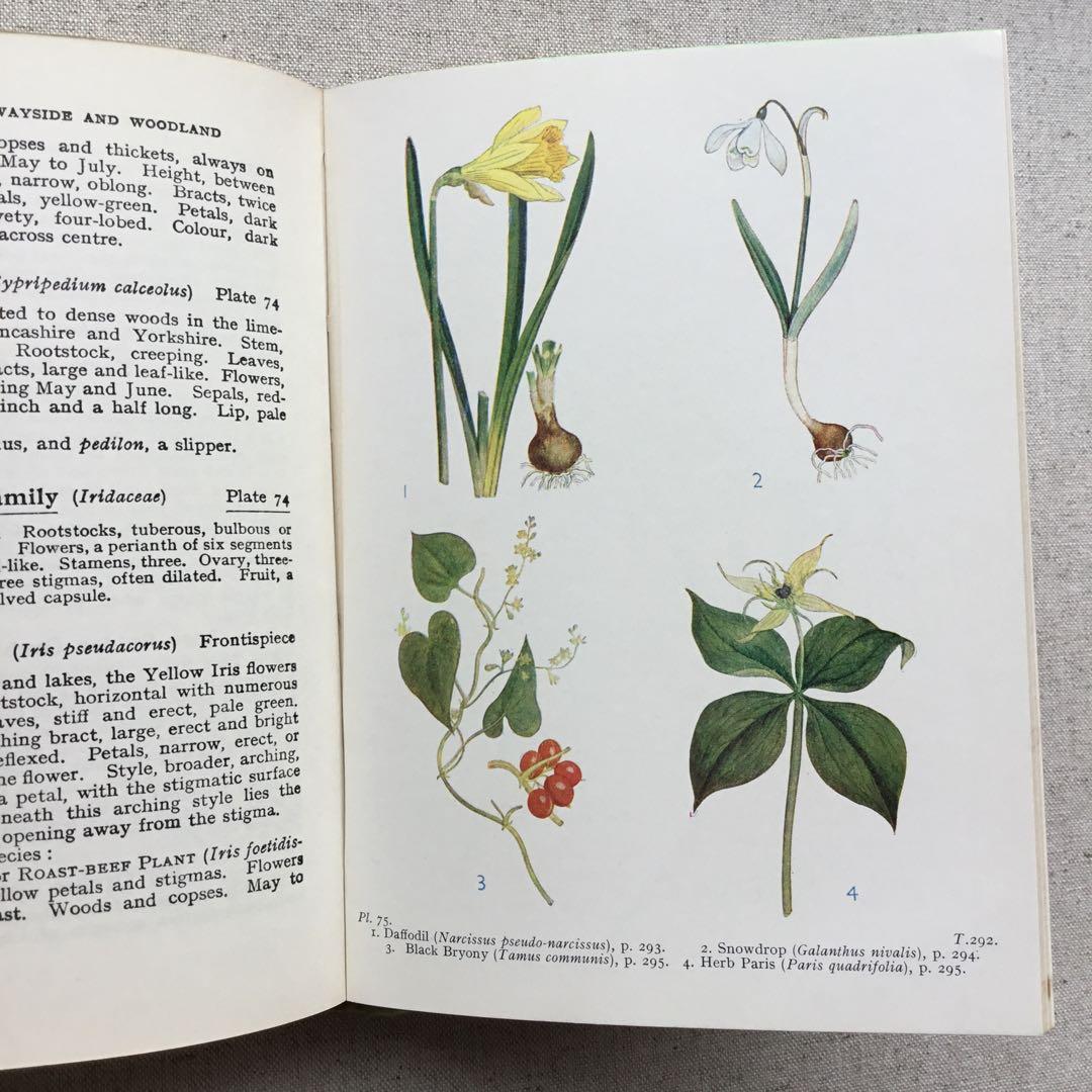 植物図鑑 古書 アンティーク洋書 Wild Flowers ボタニカル - メルカリ