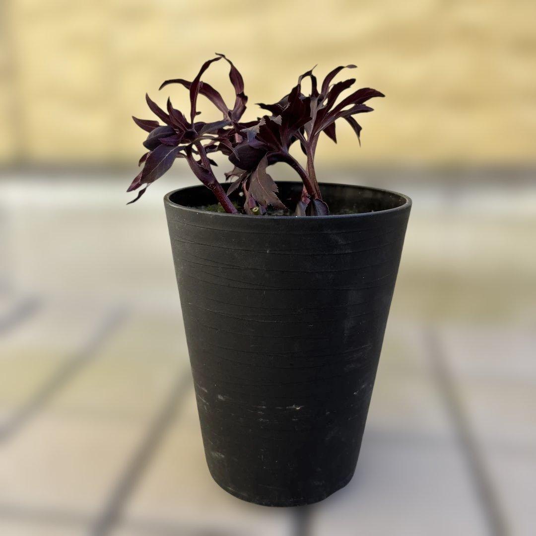 まい様専用 ブラックマジック整形広瀬園芸 クリスマスローズ 開花株