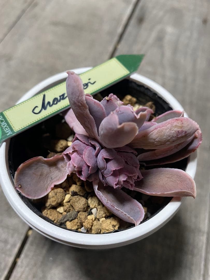 リクエスト出品 3頭チャザロイ 原種 Chazaroi エケベリア 紫色 - メルカリ