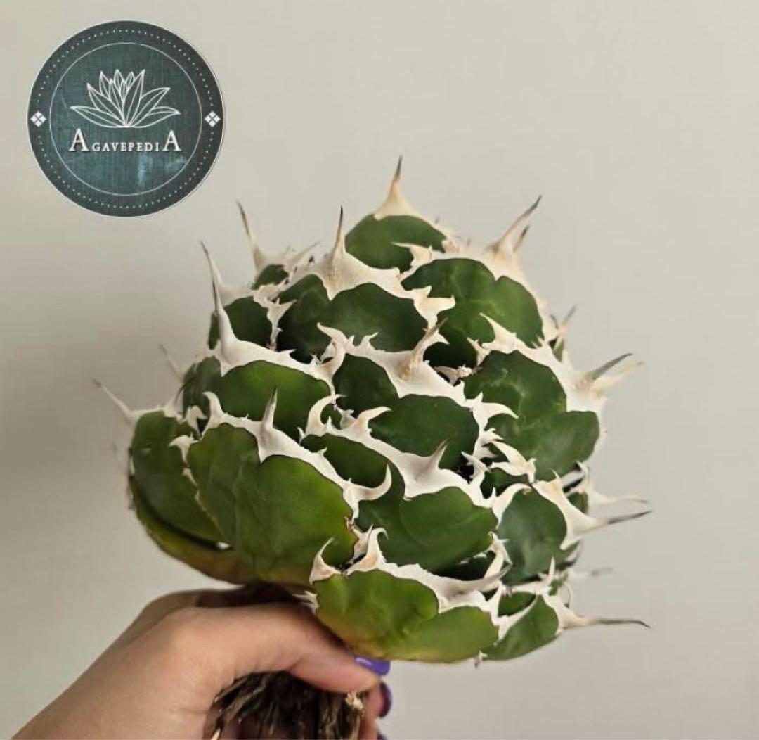 REZA産】イラン株 選抜 アガベ NOVA ノヴァ 天芽 12月便 - メルカリ