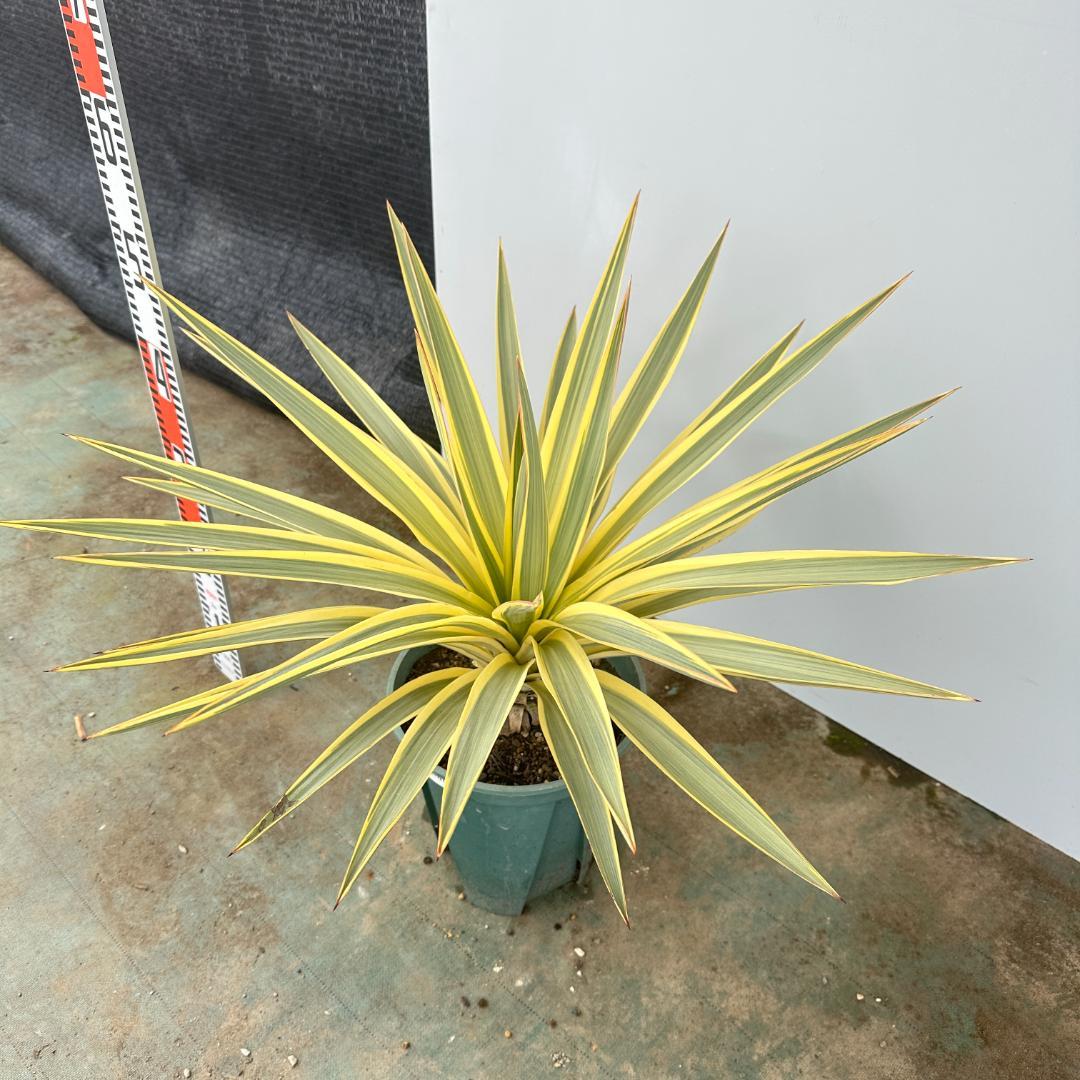 ユッカ グロリオサ ブライトスター【21-407】 - メルカリ