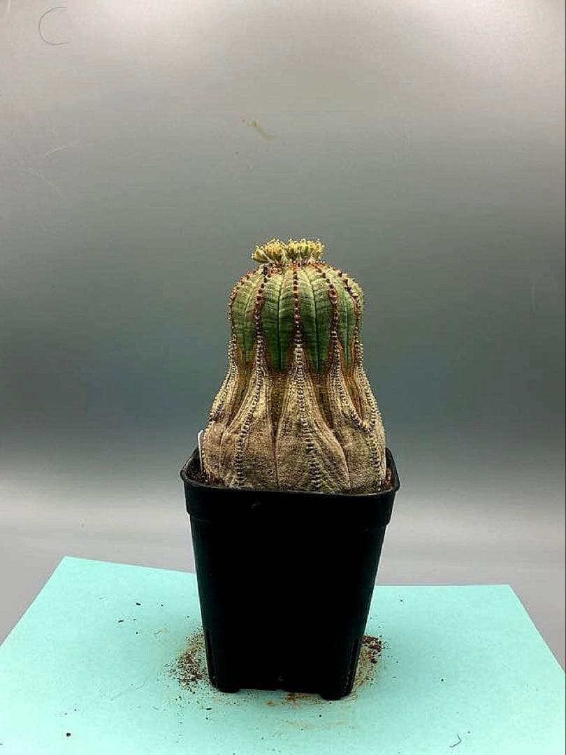 《2.5号W》ユーフォルビア　オールドオベサ　雄株