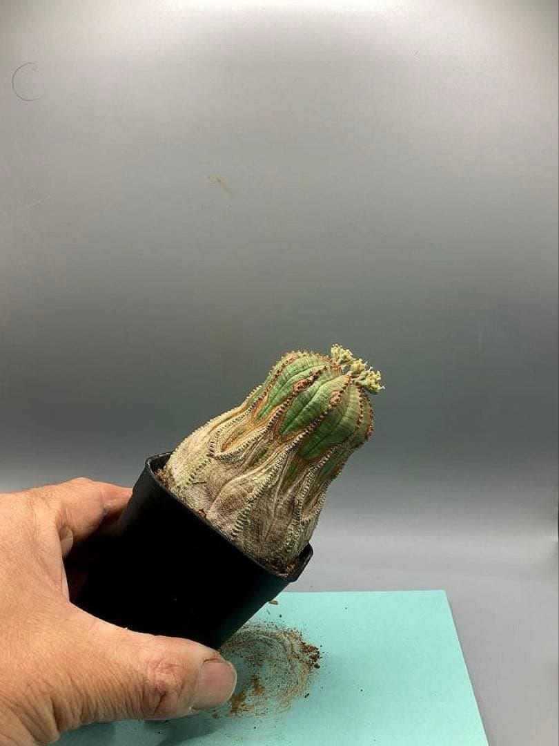 《2.5号W》ユーフォルビア　オールドオベサ　雄株