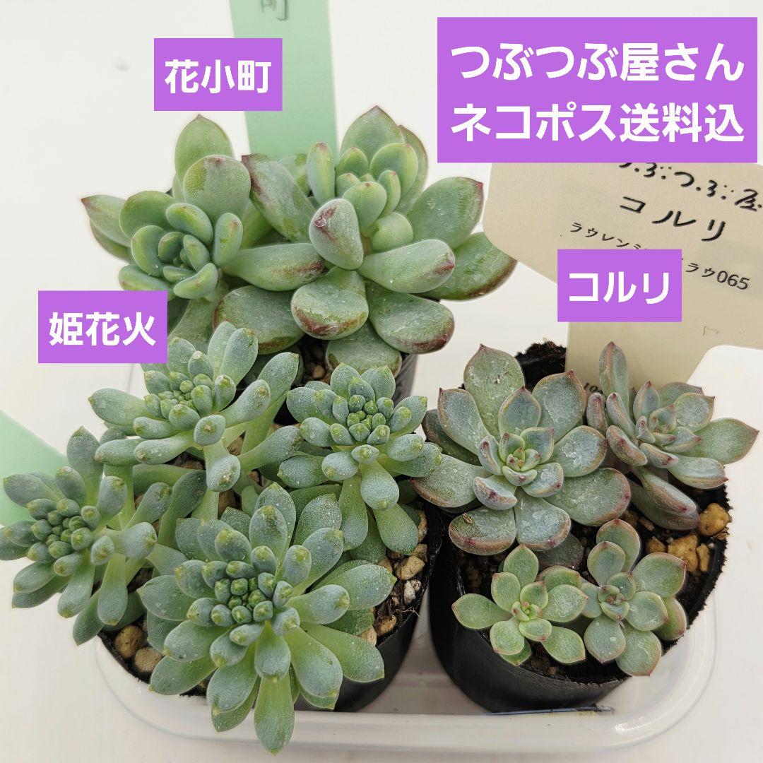 ⑧姫花火❣️コルリ❣️花小町❣️発根済!つぶつぶ屋さん ネコポス送料