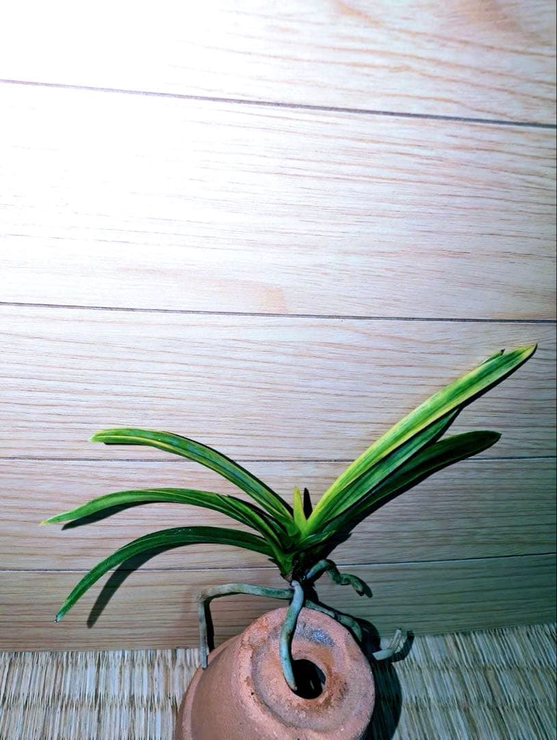 富貴蘭「李白」リピーターさんリクエスト品