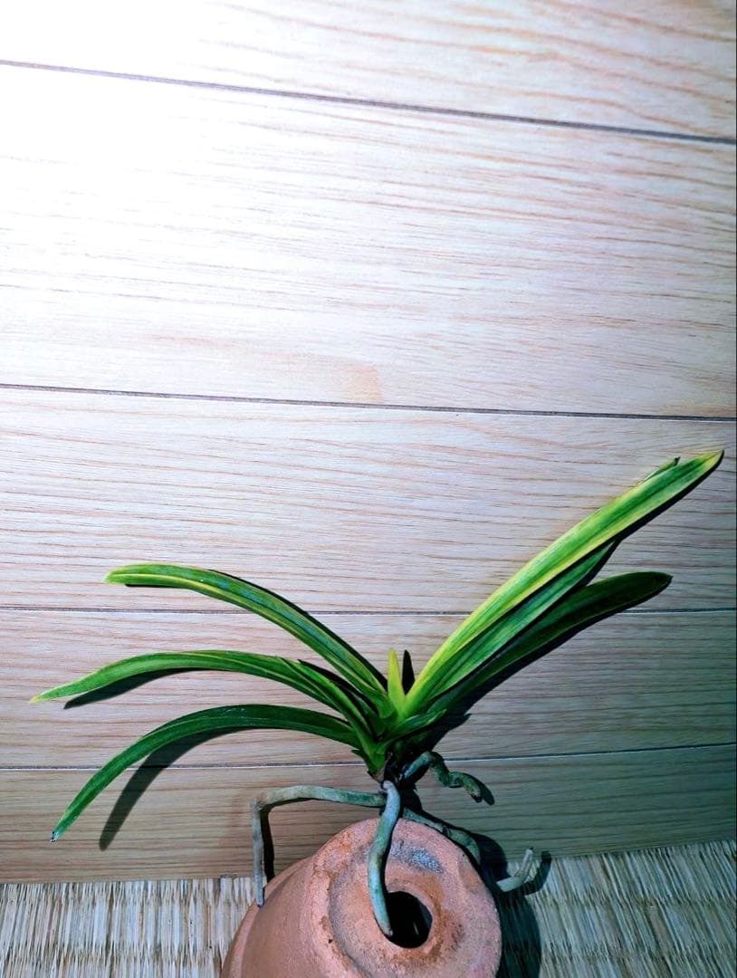 富貴蘭「李白」リピーターさんリクエスト品