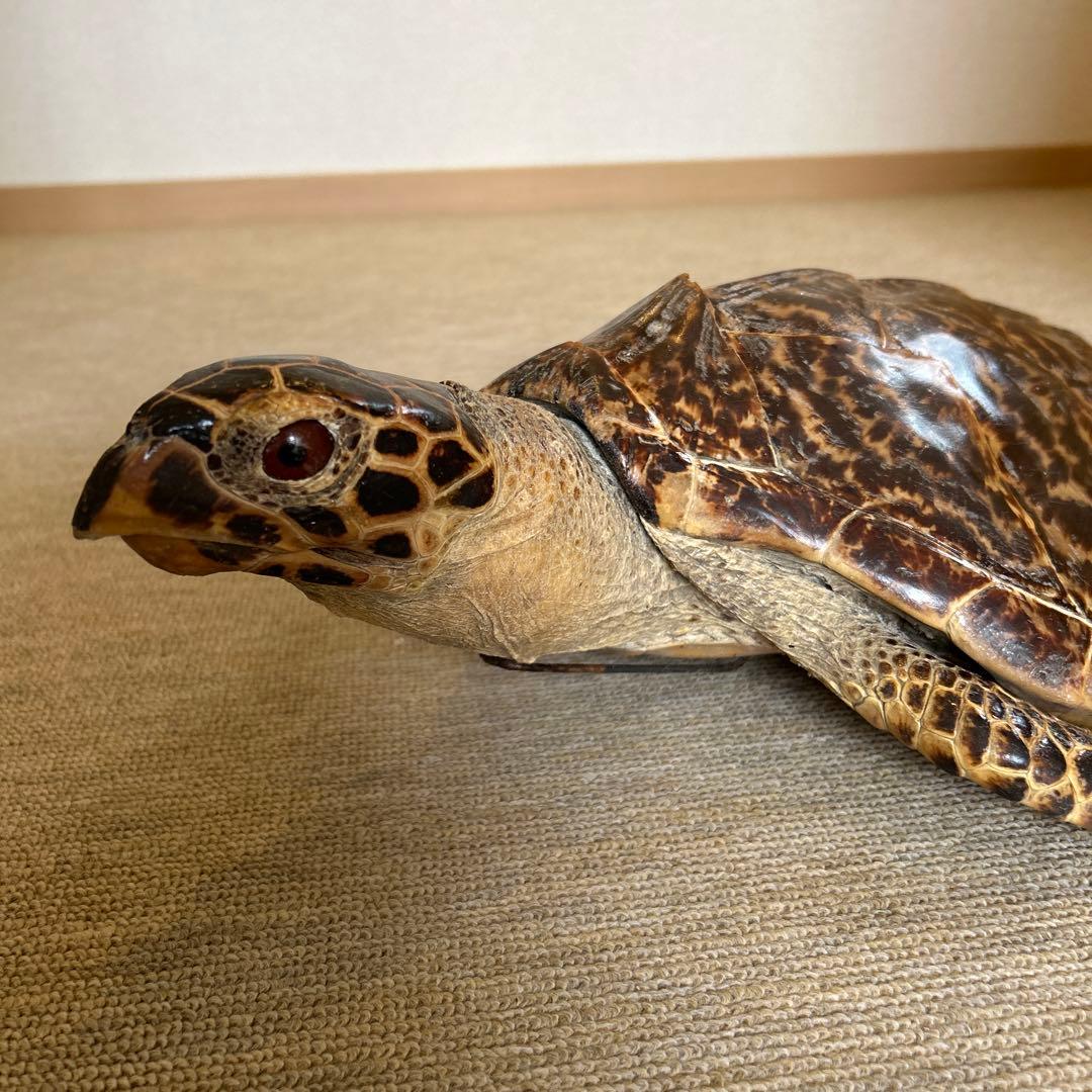 うみがめ タイマイの剥製 国際希少野生動植物登録票有り - メルカリ