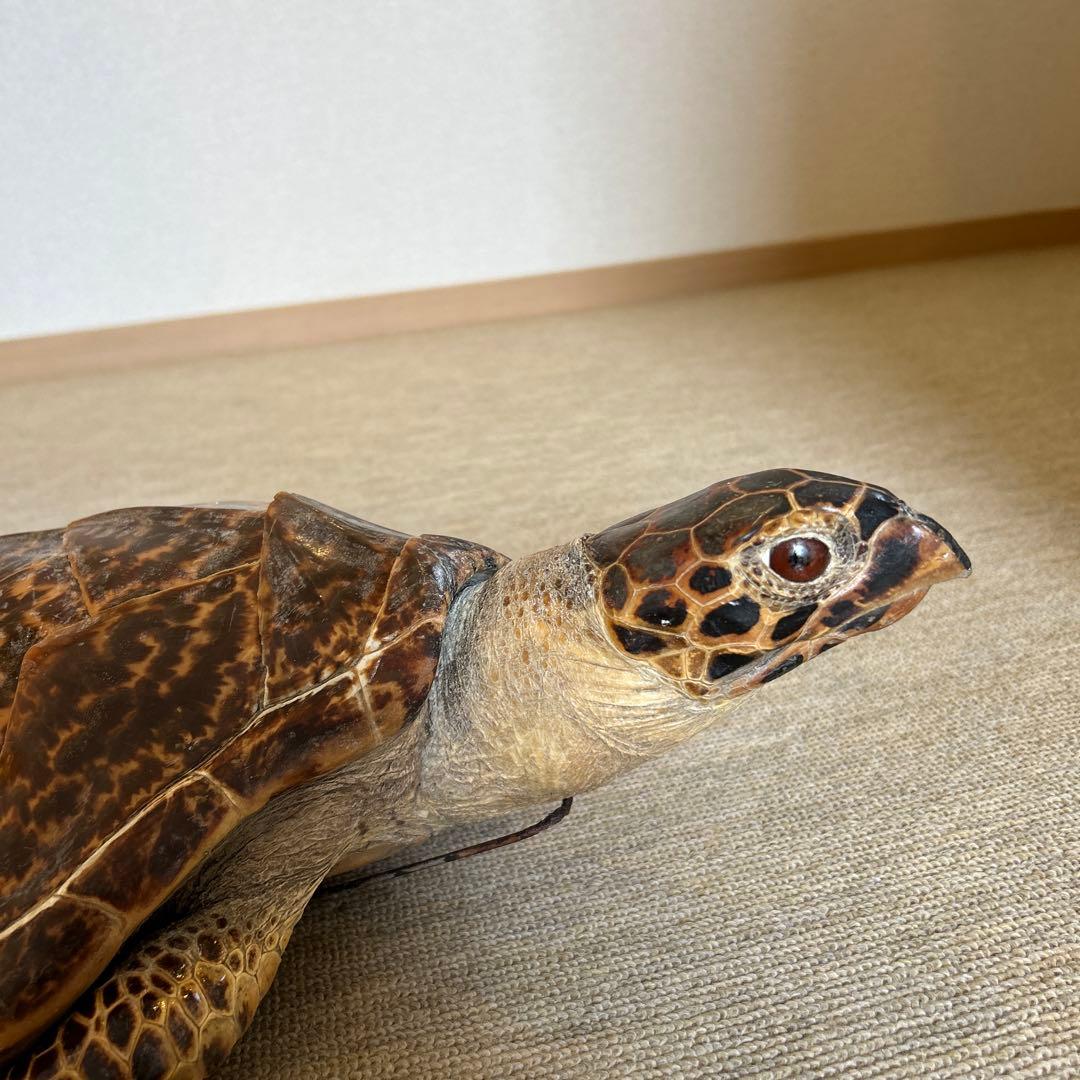 うみがめ タイマイの剥製 国際希少野生動植物登録票有り - メルカリ