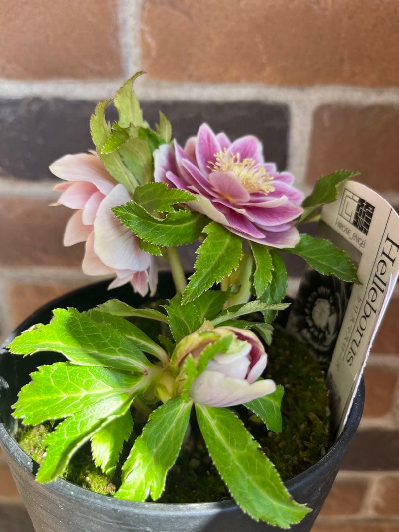 クリスマスローズ 広瀬園芸 ソレイユ - メルカリ