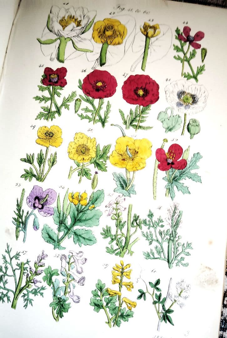超希少 1876年 アンティーク WILD FLOWERS 手彩色 大型本