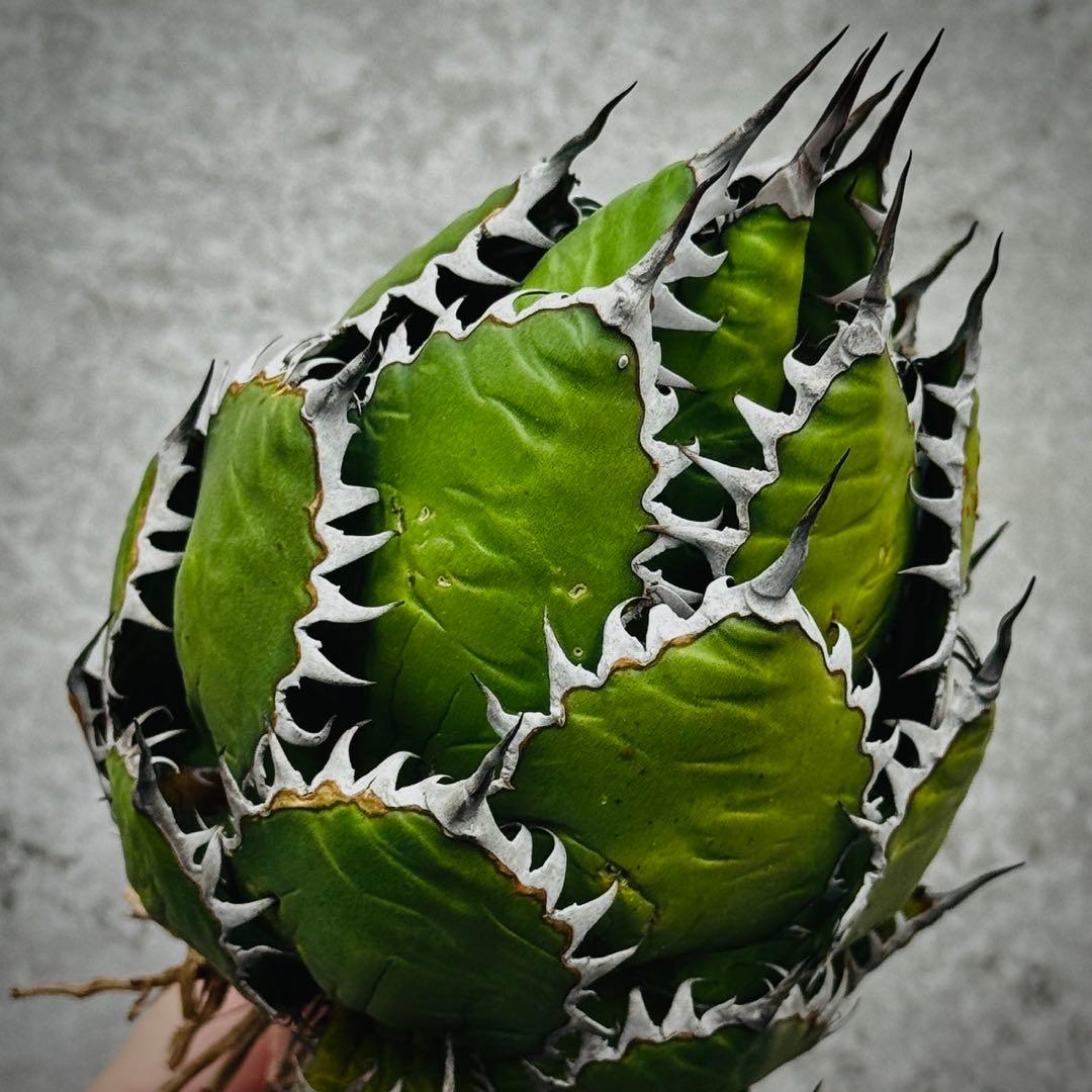 o*e様 多肉植物・アガベ・ホリダ “horrida” ・極上強棘/狂刺/激レア