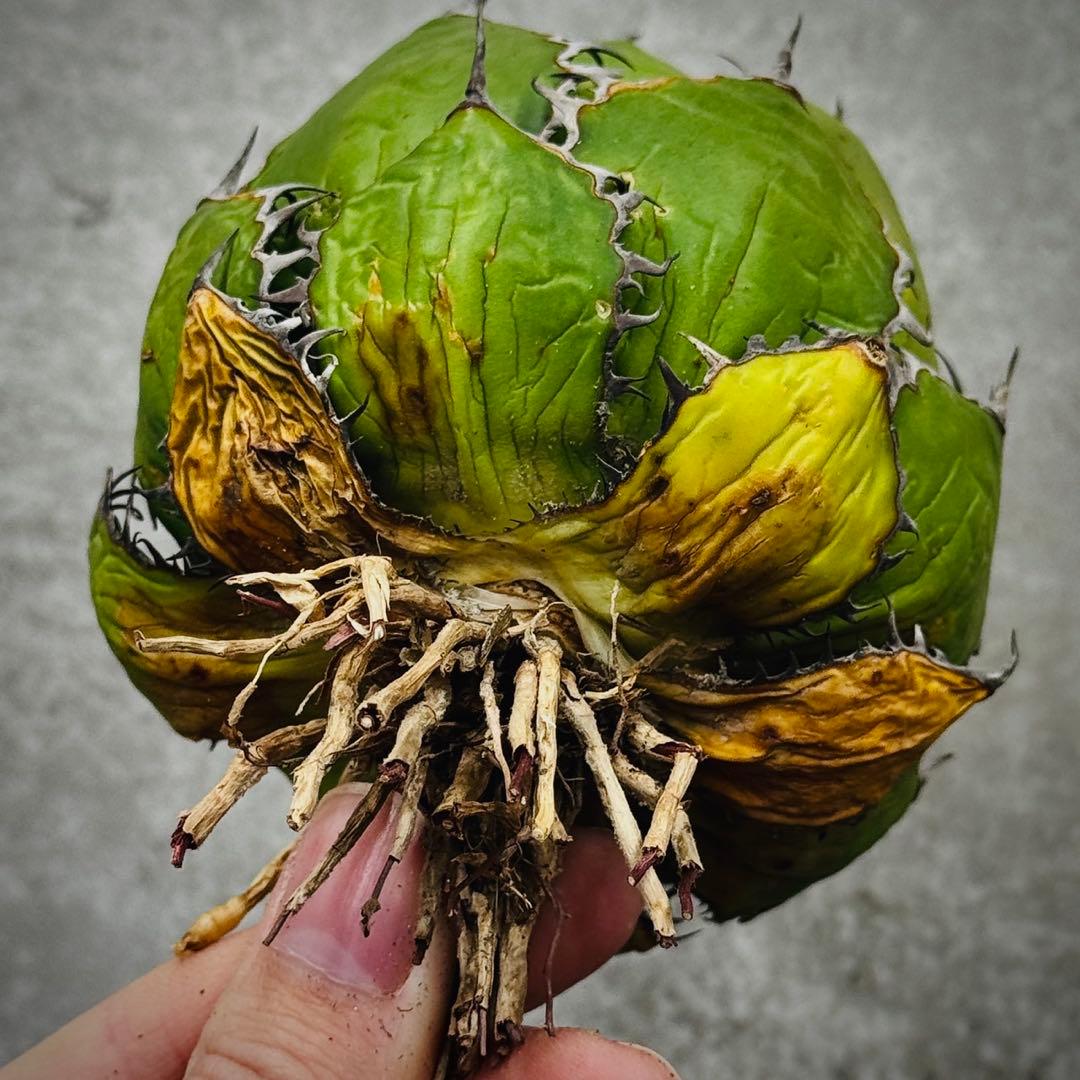 o*e様 多肉植物・アガベ・ホリダ “horrida” ・極上強棘/狂刺/激レア