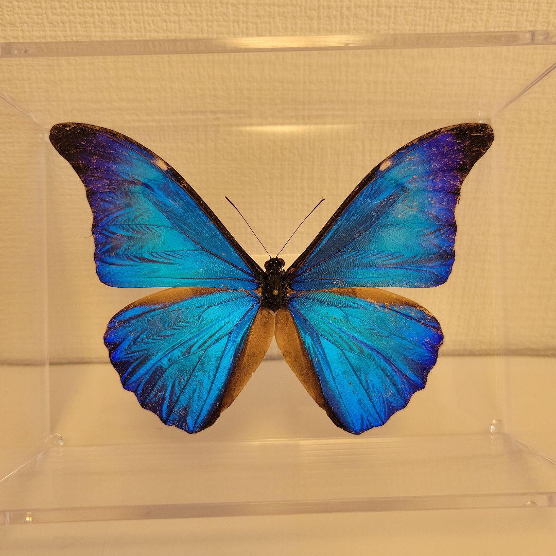 蝶の標本　熱帯ジャングルを舞う宝石(特珍) 蝶の標本 熱帯の宝石(特珍) - メルカリ