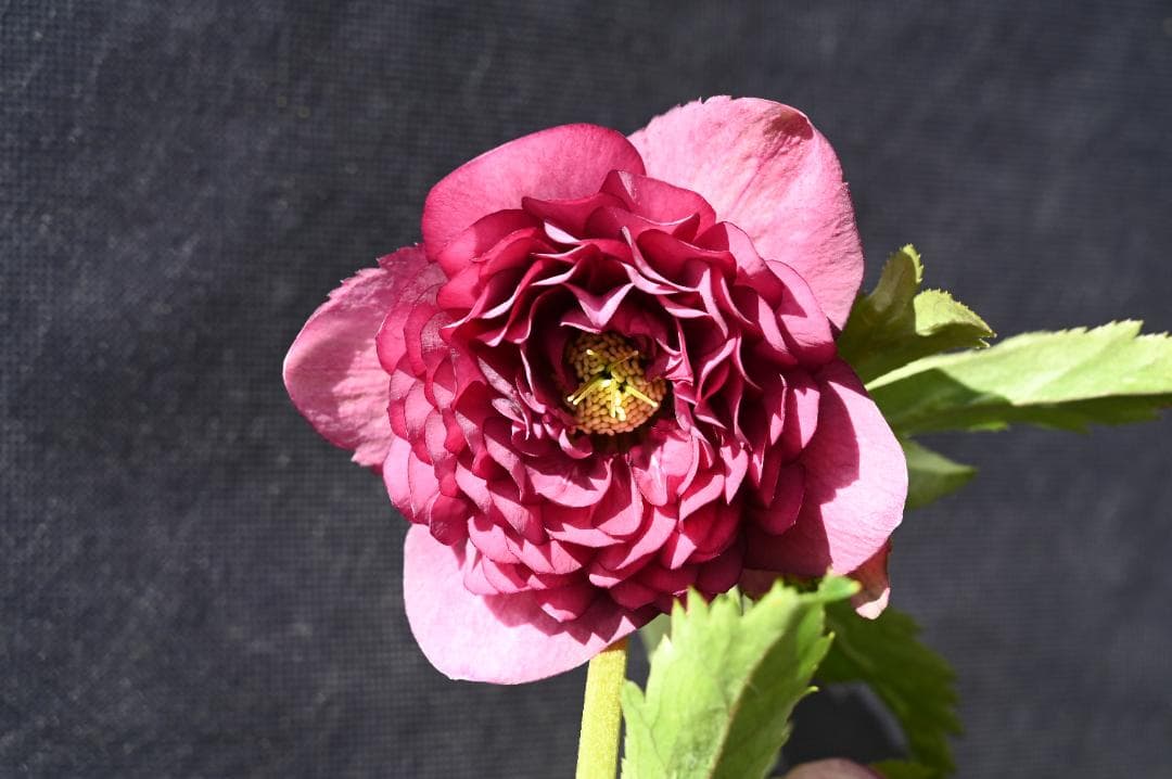 珍品！！認定！シャガール クリスマスローズ 加藤農園 - メルカリ