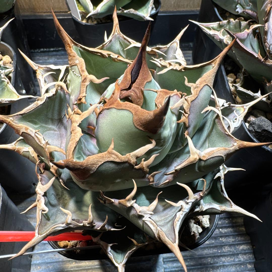 アガベ オテロイ 実生 選抜 オアハカ FO フィリグリー クラウン