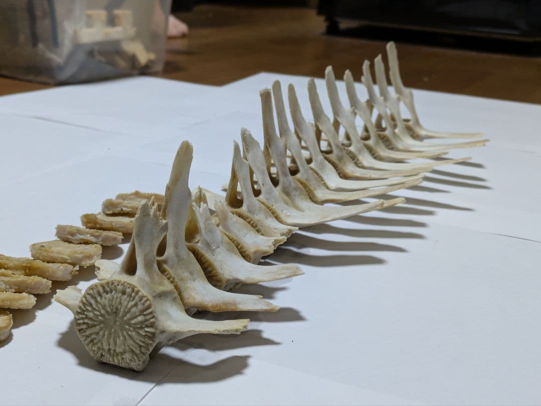 希少】イルカ 骨 15本セット 背骨 椎骨 標本 骨格標本 イルカの骨