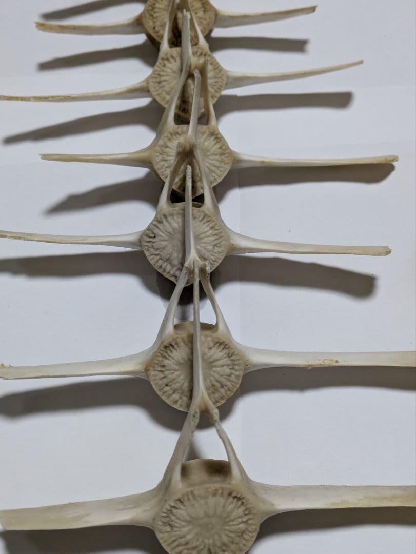 希少】イルカ 骨 15本セット 背骨 椎骨 標本 骨格標本 イルカの骨