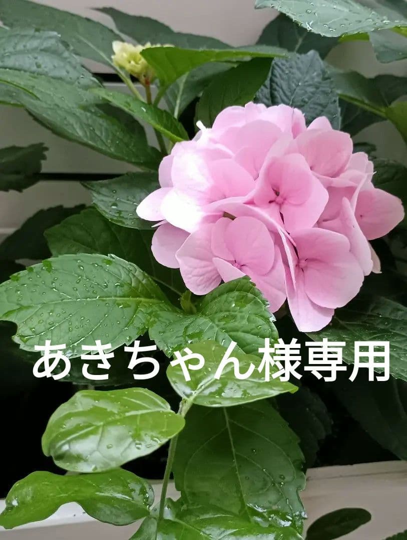 ランプベルジェオイル　 あきちゃん ランプベルジェ フレグランスオイル リラックス1000ml【A1311】正規品