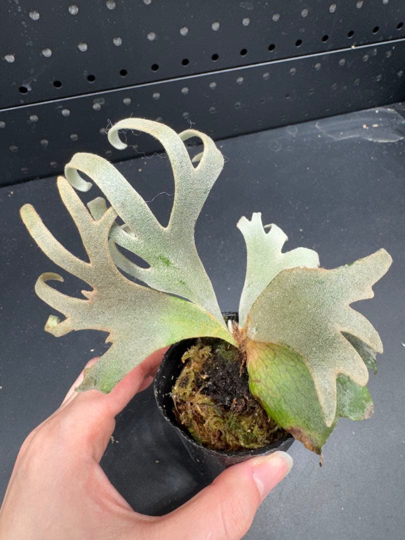 ビカクシダ YMDS Totoro HHRナーセリータグ付け #401 - メルカリ