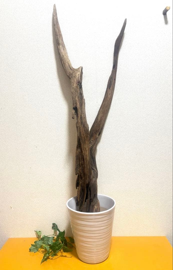 G37 灰汁抜き済み流木 爬虫類シェルター 観葉植物 インテリアの通販は