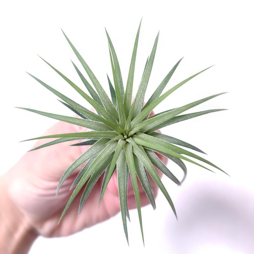 チランジア イオナンタ ヘッジホッグ - メルカリ