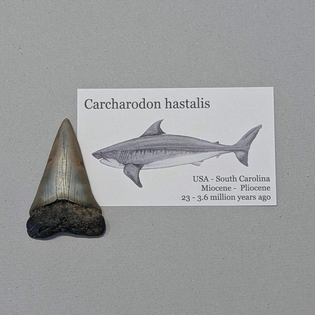 ホホジロザメ ハスタリスの歯の化石 - メルカリ