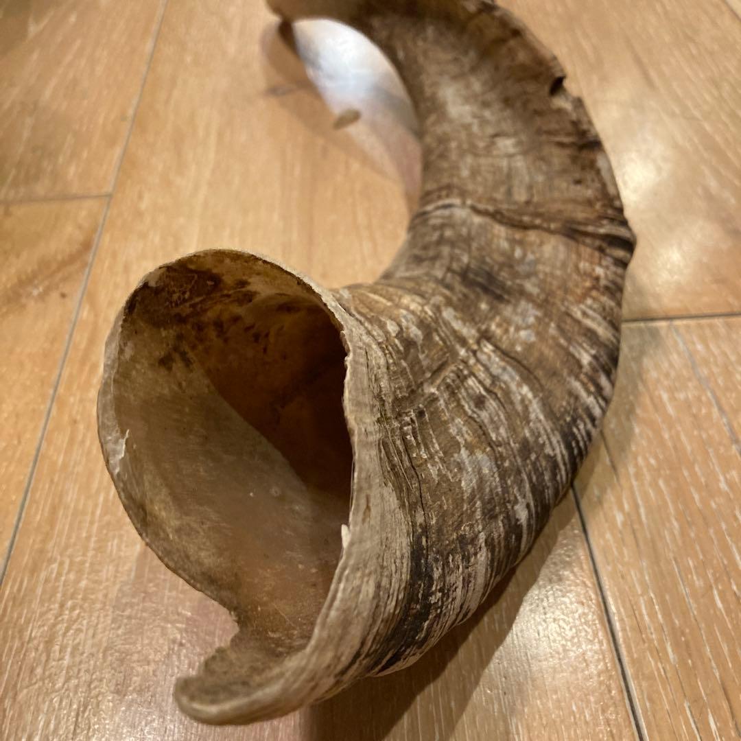 天然素材 山羊の角 - メルカリ