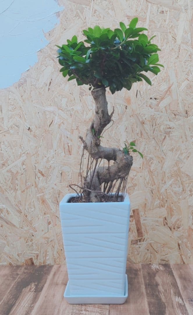 風水 曲がりガジュマル 昇龍 フィカス 根上りアフロ