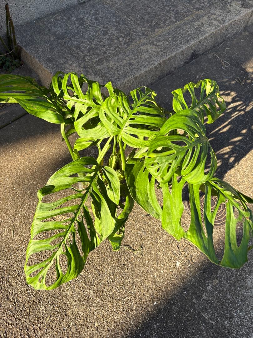 モンステラ エスケレート imgrc0111810819.jpg