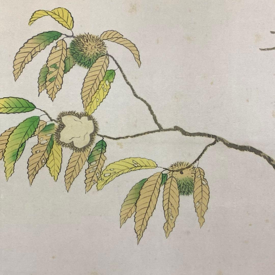 掛軸 菱田春草 栗鼠 木箱 工芸 りす 秋 3-12 - メルカリ