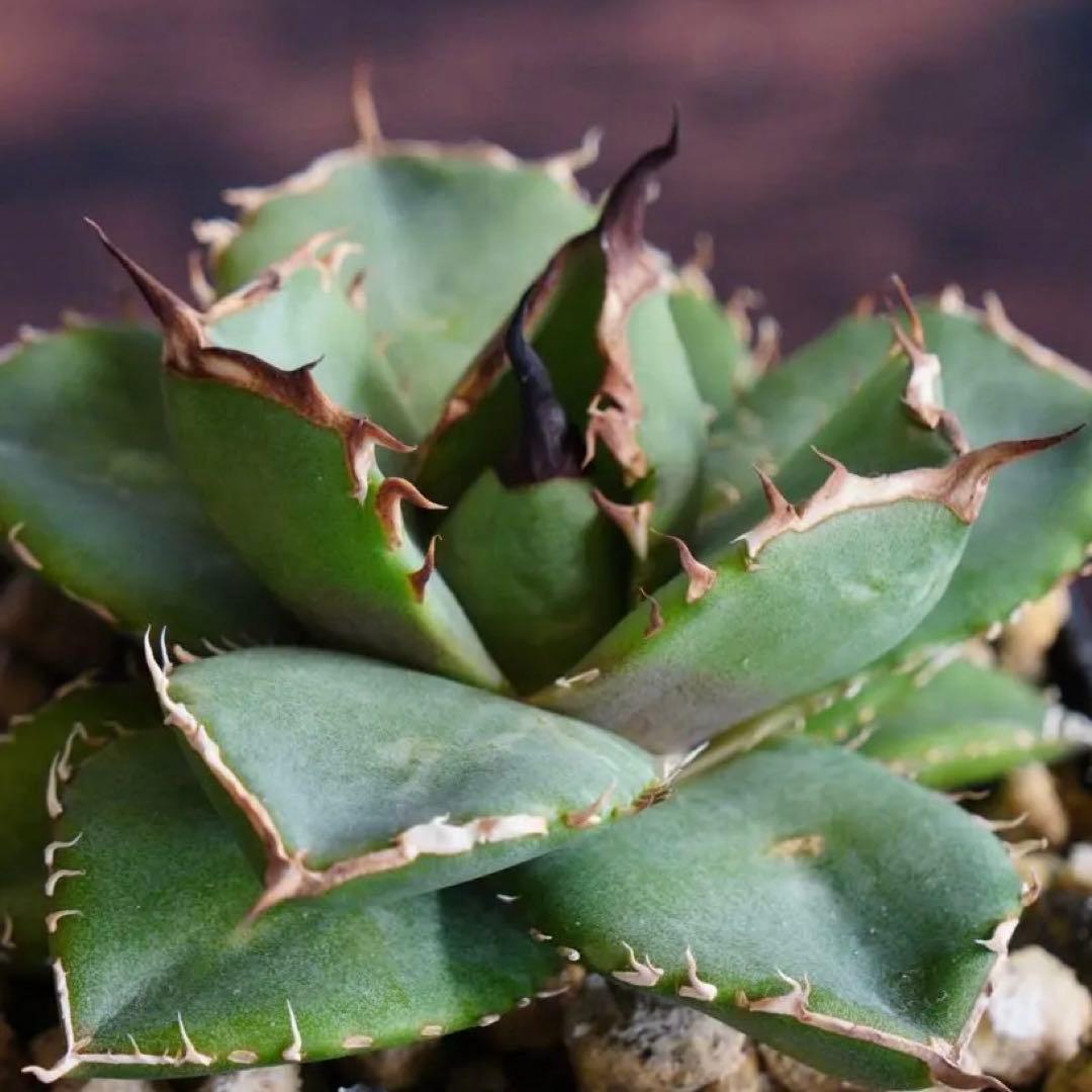 026】アガベ オテロイ 実生／抜き苗発送 - メルカリ