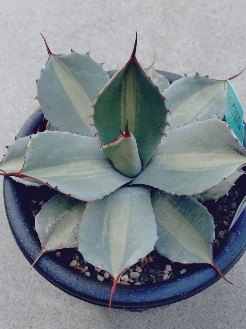 アガベ　パリー　ジャックポット　トランカータ　子株 アガベ パリートランカータ ジャックポット お迎えした当時は穴だらけ