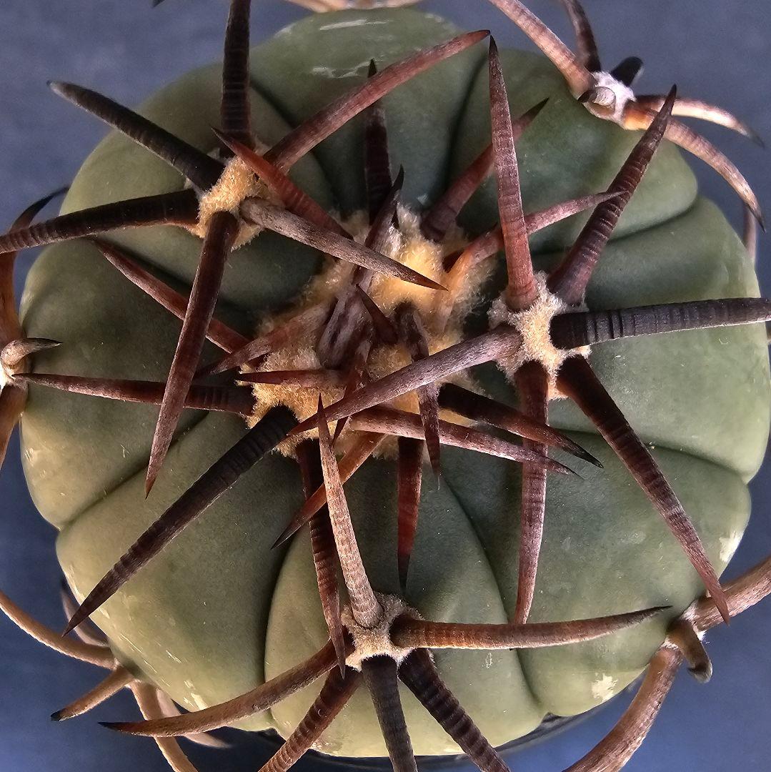 メルカリ便発送☆サボテン エキノカクタス属 雷帝×花王丸(国内実生苗