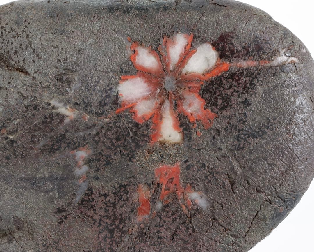 菊花石 菊紋石 1.1kg 台座・木箱付 鑑賞石 原石 水石 盆石 飾石 美石