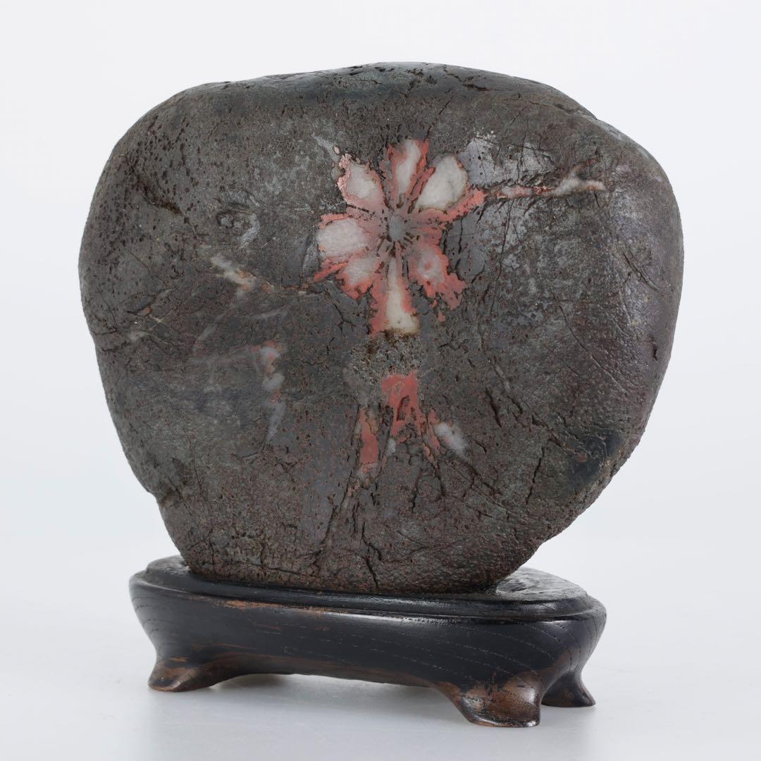 菊花石 菊紋石 1.1kg 台座・木箱付 鑑賞石 原石 水石 盆石 飾石 美石