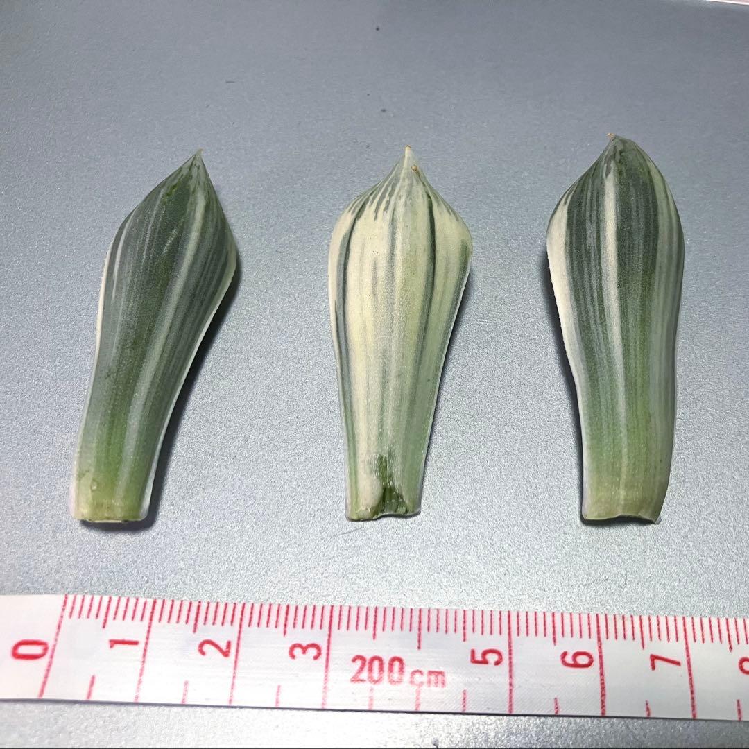 ハオルチア 白蛇伝 葉挿し苗 - メルカリ