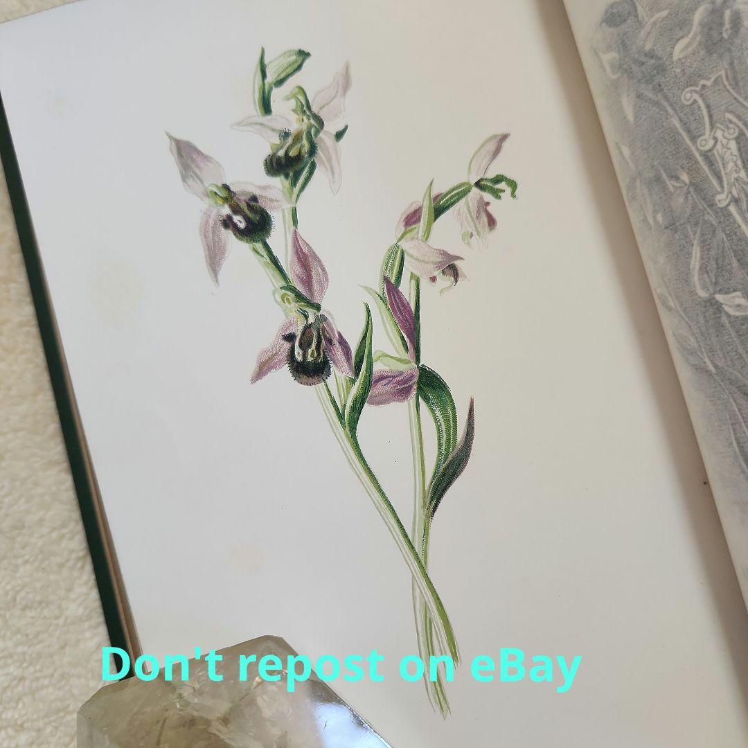 植物図鑑 洋書 ボタニカルアート アンティーク リトグラフ イギリス