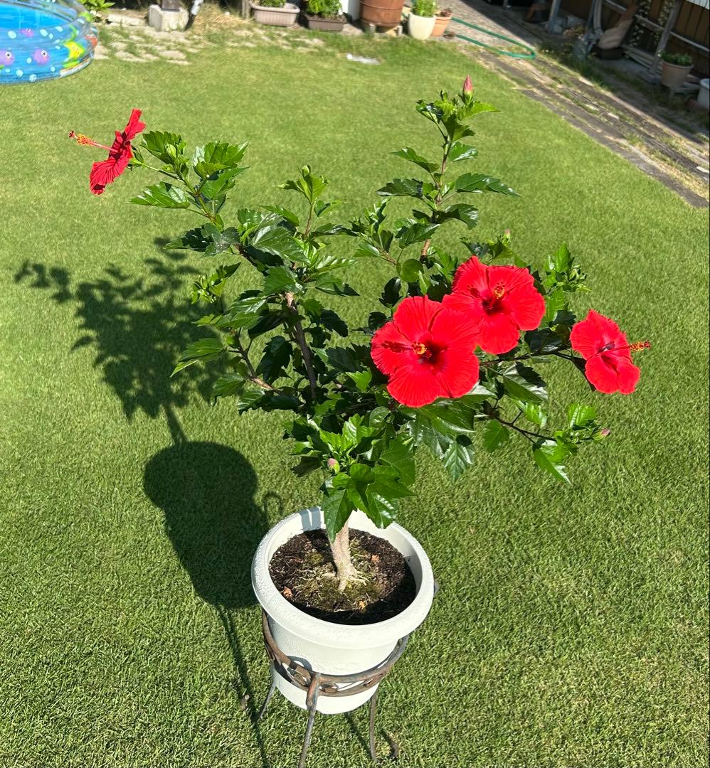 ハイビスカス ココア バンクーバー通信】珍ココアが続々登場！ 「赤ワイン味