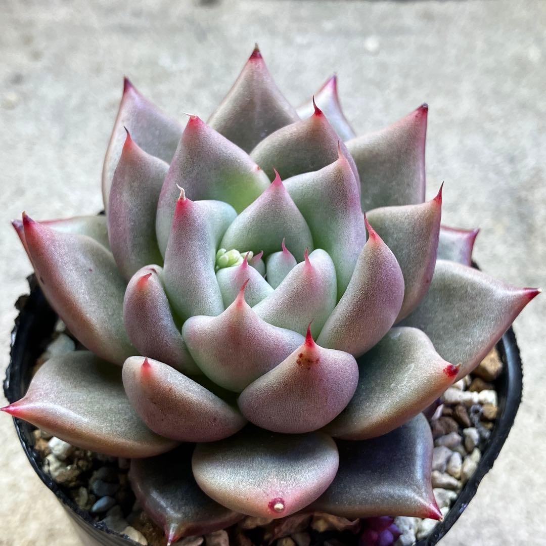 多肉植エボニー×トバレンシス 実生苗 - メルカリ