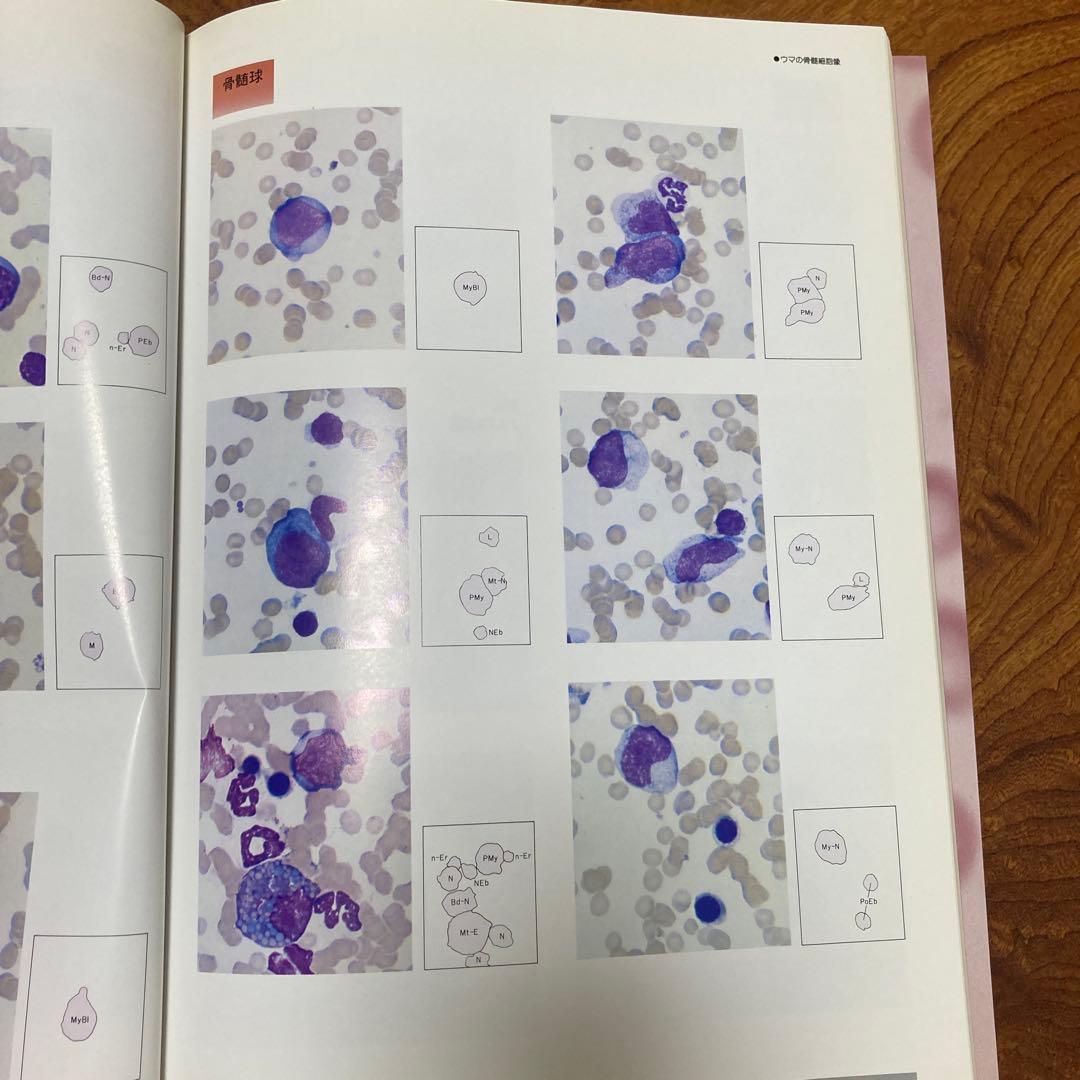 家畜血液図説 チクサン出版