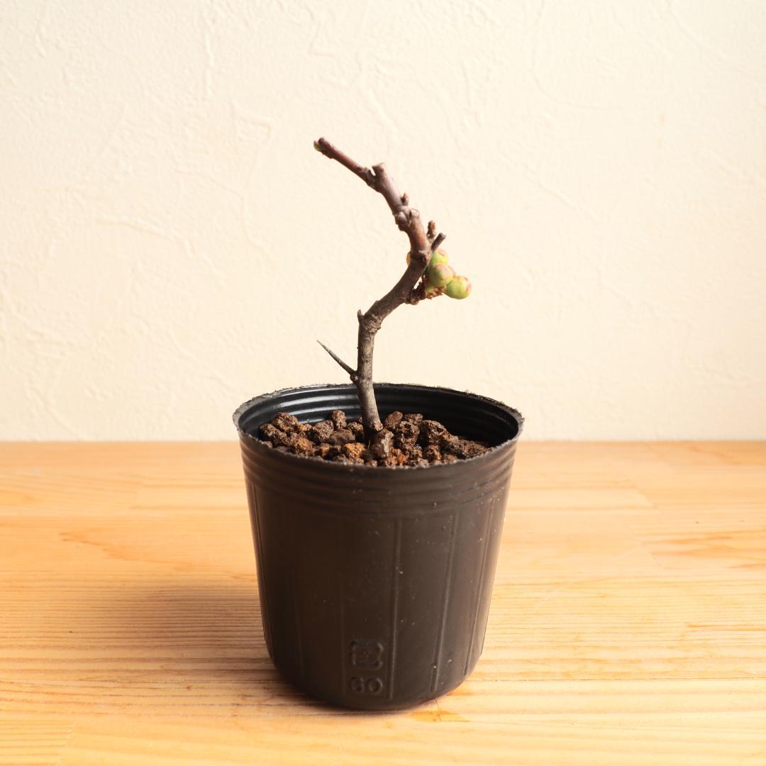 メルカリ便181】長寿楽 チョウジュラク ミニ盆栽苗 - メルカリ