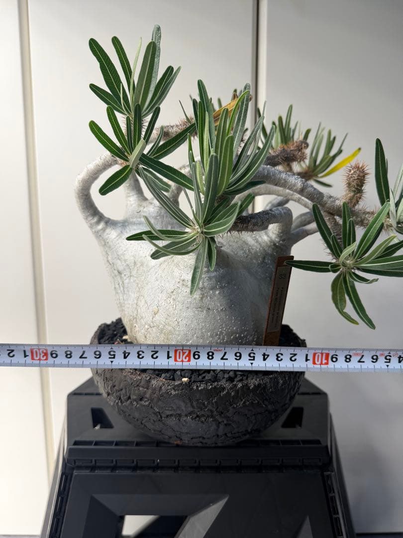 むむむさん　専用